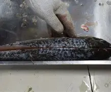 关于鱼鳞大鱼大获全胜，期待向前方迈进的信息